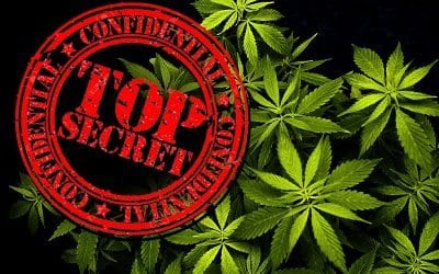 5 Things Your Marijuana Marketing Agency Does Not Want You To Know