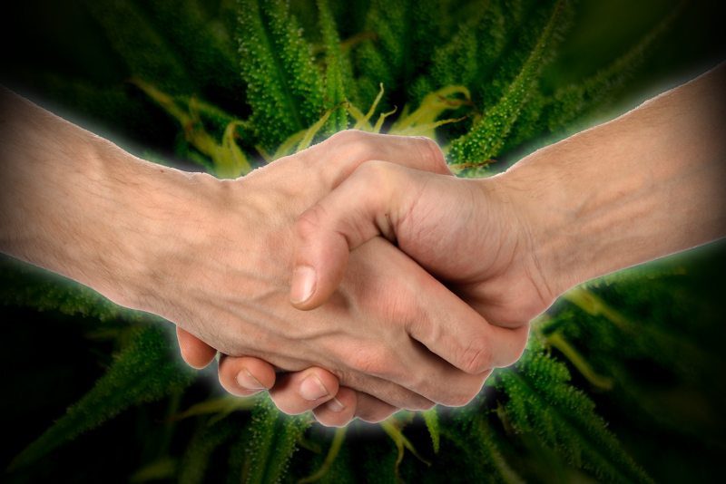 Handshake with Cannabis