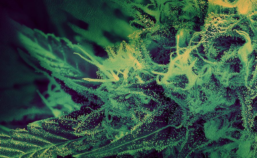 Closeup Digital 303 cannabis photography of a marijuana plant